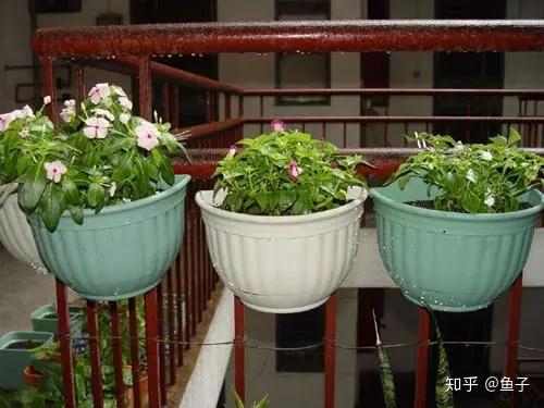 夏日花卉推荐 夏堇的鉴赏与栽培养护