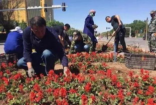 北三路至东五路路段两侧栽植花卉
