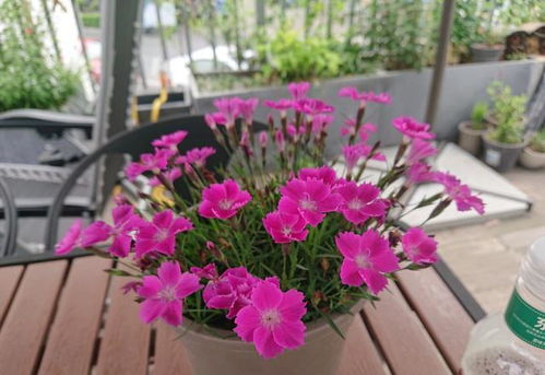 此花超级好养,丢土里就能活,全年开花,花多易爆盆,是盆栽佳品