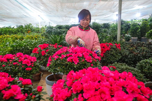 光山 鲜花种植走上致富路