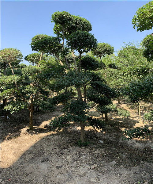 河南鹤山小叶女贞造型树价格