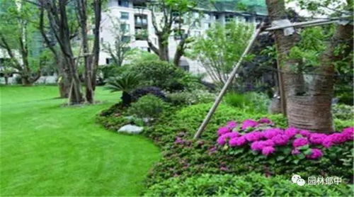 大树移植的常见误区 下