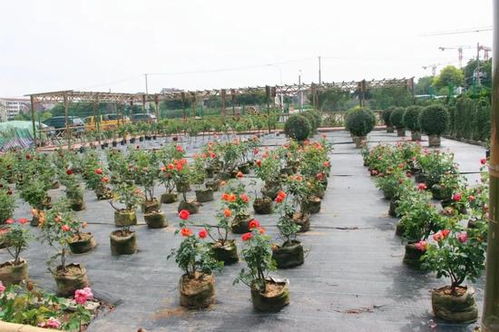 闵行新添一座公园 5大功能区 150种月季寓意花好月圆