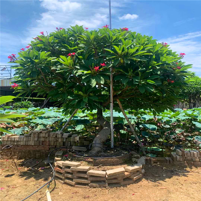 鸡蛋花地栽苗批发 红花鸡蛋花移植苗 城市行道绿化景观树