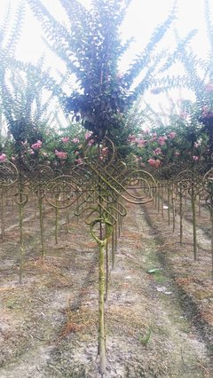 紫薇中国结手工编织价格、植物造型紫薇造型武汉基地报价
