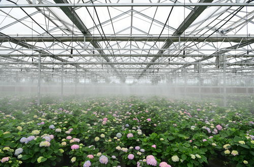 安徽肥西 花卉种植助力乡村振兴