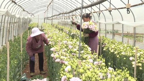 花卉产业为乡村振兴增香添色
