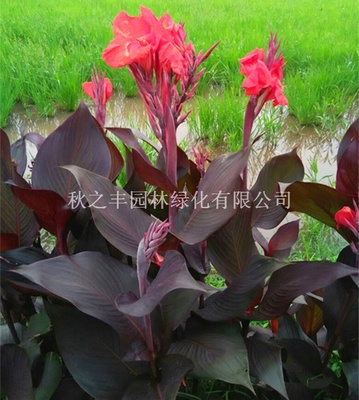 【紫叶美人蕉(学名:Canna warszewiczii A. Dietr.):为美人蕉科多年生草本观赏植物。株高1.5米茎粗壮,紫红色,被蜡质白粉,有很密集的叶。叶片卵形或卵状长圆形,暗绿色,边绿、叶供应|花卉、苗木种植及销售;花卉种子、园艺资材批发;绿化工程施工及养护;园林绿化工程设计及施工;盆景销售;技术咨询及信息服务;花卉租赁;农产品种植及销售;现代观光农业开发秋之丰园林绿化商铺