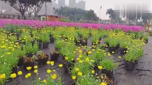 南宁花卉公园的鲜花四季常开,给人一种美的视觉享受