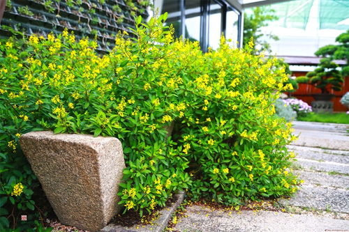 陈村花卉世界里的园林景色