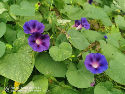 12种生肖花,你的属相是什么花