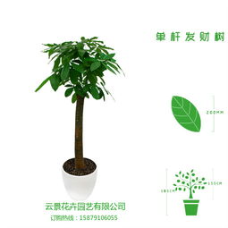南昌花卉盆栽植物租售最低价格,南昌花卉盆栽植物租售最低价格生产厂家,南昌花卉盆栽植物租售最低价格价格