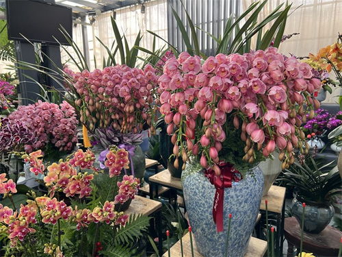 花漾齐鲁 喜迎新春 济南园林花市暨2025年宵花节开幕