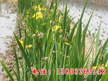苗木工程 玉双水生植物 园林苗木工程