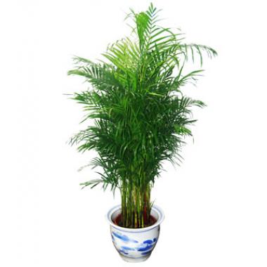 租赁室内植物黄页 公司名录 租赁室内植物供应商 制造商 生产厂家 八方资源网