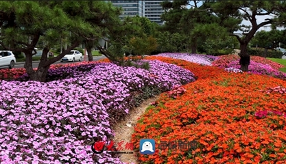 实诚日照人?丨卜善港:扑下身子雕花琢叶 “美颜”城市空间