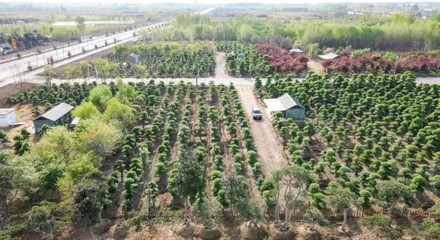 逛花木大集 赏春日繁花 泰山花木大集3月16日“开市”