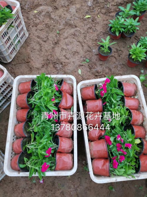 【草花批发基地】- 