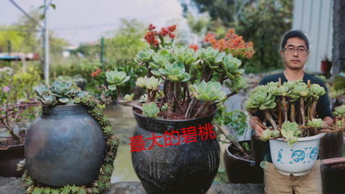这是我买过最大的一颗碧桃,只有这个缸适合种它,刚种好就被买了