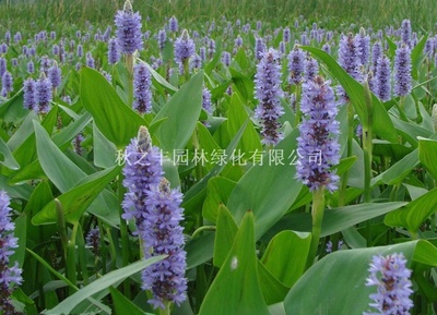 梭鱼草贵州遵义花卉,苗木种植及销售;花卉种子,园艺资材批发;绿化工程施工及养护;园林绿化工程设计及施工;盆景销售;.-秋之丰园林绿化商铺供应列表-第1页