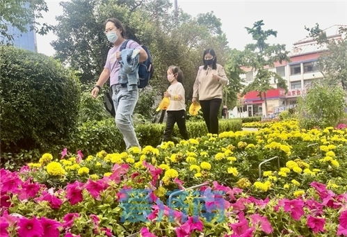 颜值再提升 济南 口袋公园 变身 花卉科普乐园