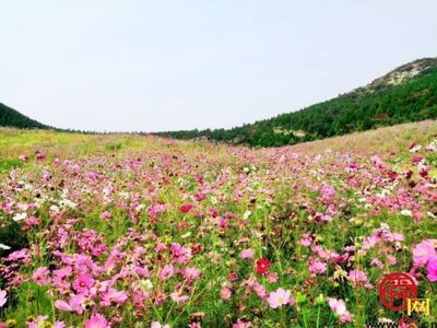 渣土山废弃地变身网红打卡地 济南市园林和林业绿化局精心打造11处花海景观