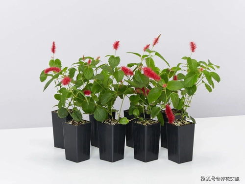 3月份后,很多怕热的植物要谨慎栽种,这几种耐热花卉就很适合种