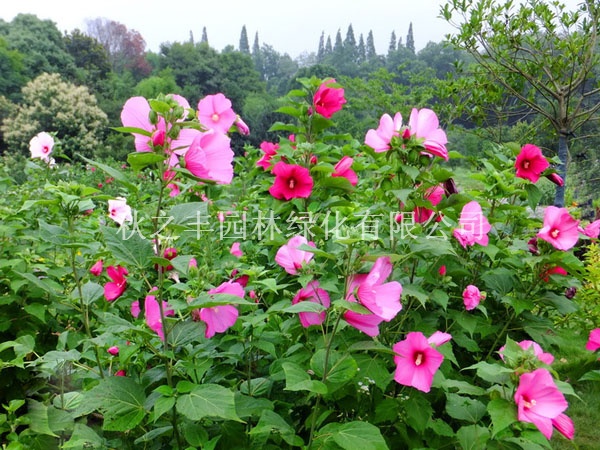 大花秋葵 草蓉葵贵州遵义花卉,苗木种植及销售;花卉种子,园艺资材批发;绿化工程施工及养护;园林绿化工程设计及施工;盆景销售;.-秋之丰园林绿化供应列表-第1页