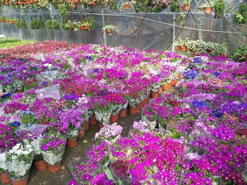 福建室内花卉栽培 福建室内花卉 福建室内花卉 夏禾供
