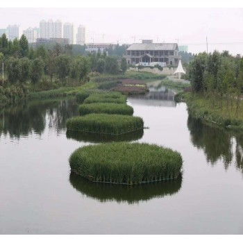 青海深水种植施工荷花苗成活率高