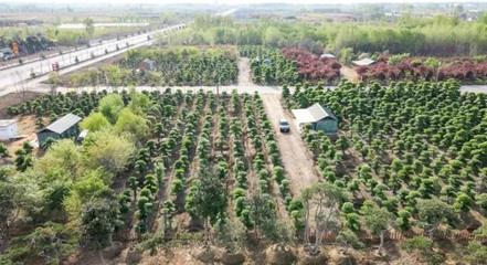 逛花木大集 赏春日繁花 泰山花木大集3月16日“开市”