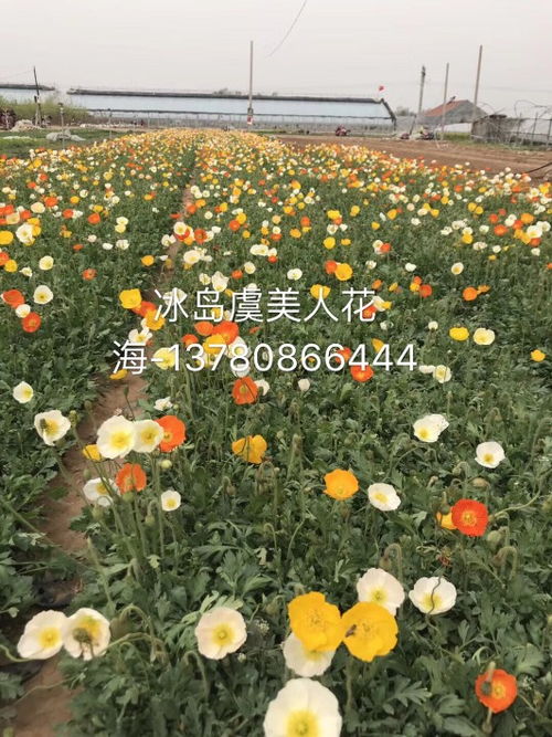 【大量批发虞美人盆栽花坛园林工程草花基地批发东方虞美人】-