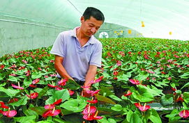 特色农业助农增收