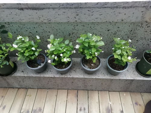 4种花7月扦插正当时,越热生根越快,一次扦插几十盆,适合新手