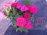 草花,东莞大朗草花,高品质价格优