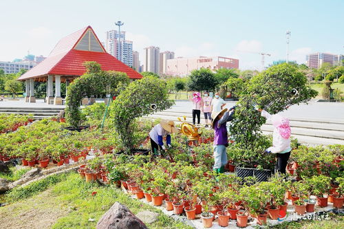 园林工人技术控花 打造 春色满园
