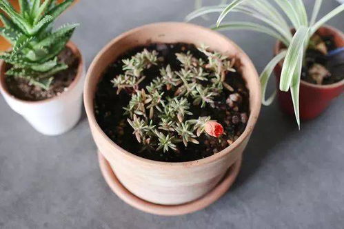 太阳花用这种方法养护,天天都能开花,繁殖特别容易