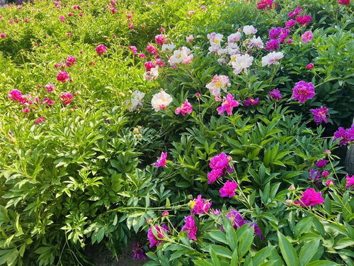 锡林公园芍药园邀您共赴青城的浪漫花约