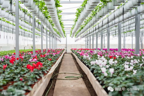园林绿化工程中花卉栽植与养护技术