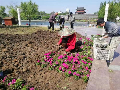 荆州古城东门 新栽5.2万株鲜花迎 五一