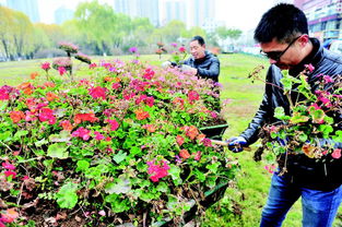 花卉 搬家 过冬