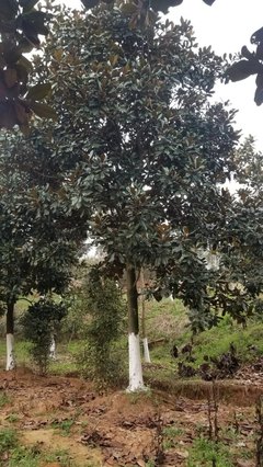 10公分广玉兰价格,陕西西安广玉兰基地10公分12公分多少钱